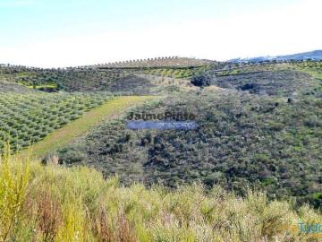 50.000m2 terra agrícola p/ Olival, Amendoal ou outras...