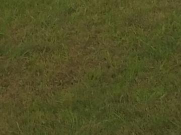 240 Sq.Yd. Plot in Thapar Nagar Ludhiana Listing ID: #10364