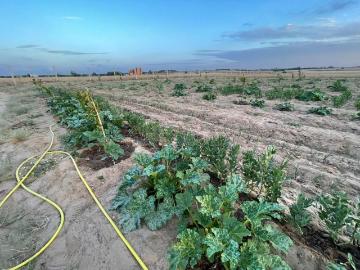 Terrain agricole mkam talba tiflet