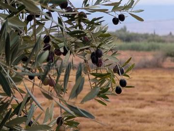 Terrain Agricole de Prestige sur la Route de Fès