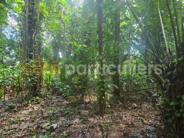 Terrain constructible 3 197m2 Le Lamentin Proche Ravine...