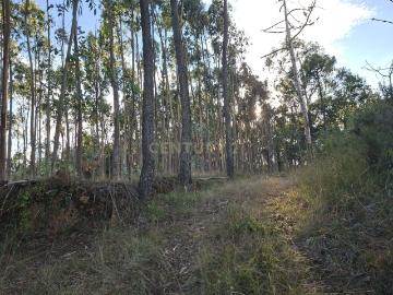 Terreno Agroflorestal em Gesteira, Soure 9110m²