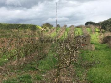 Terreno Agrícola com Pereiras Plano com Irrigação