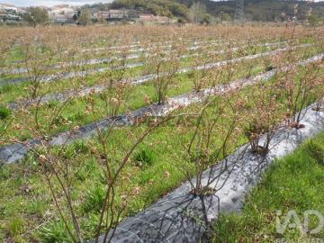 Terreno Agrícola em Orjais de 13681,00 m²