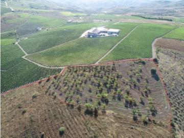 Terreno agrícola para produção de vinho em Freixo de...