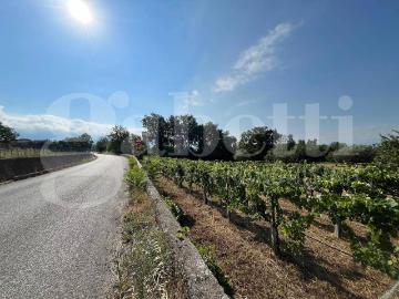 Terreno agricolo in vendita a Alife
