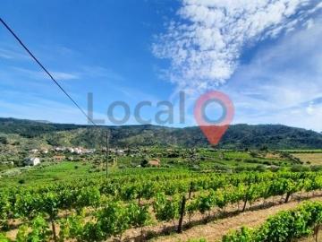 Terreno com vinha, em Sanfins do Douro