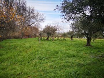 Terreno com Oliveiras, poço e casa de arrumos