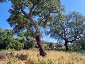 Terreno com 7 hectares RESERVADO