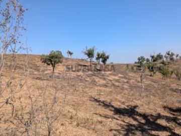Terreno de 7,5 Hectares em Santiago do Cacém Uma...