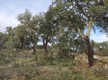 Terreno em Monsanto e Idanha a Velha