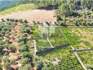 Terreno em Covas do Douro