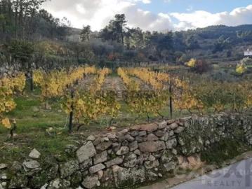 Terreno em Pegarinhos