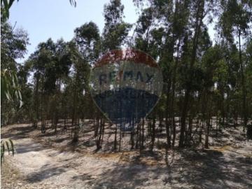 Terreno em Ponte do Rol