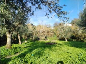 Terreno em Ribeira de Nisa e Carreiras