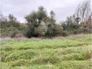 Terreno em N.S. Conceição, S.Brás Matos, Juromenha