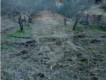 Terreno em Torres Novas Santa Maria, Salvador e Santiago