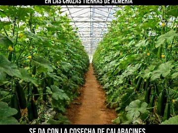 Terreno en Venta en El Ejido
