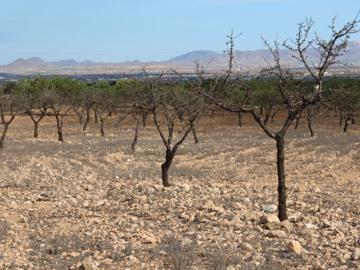 Terreno en venta en Fuente Álamo De Murcia