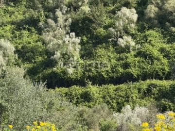 Terreno rústico com parcela urbana à beira da A8