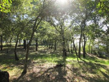 Terreno rústico de 1624 m² em Vilar dos Prazeres, Ourém