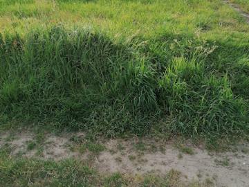 Vente Terrain 315 m2 Merlevenez