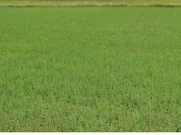 Vente Terrain 800 m2 Saint Cassien