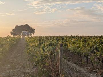 Vinha com 6 Hectares em Pegôes