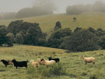 Acreage size land lots with level building pads provided