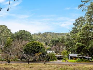 An Elevated Hills Canvas Framed by Pines, Panorama and...