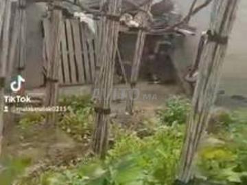 Chichaoua près de Aïn El Beida