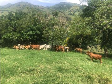 Cortijo de alto standing de 5760000 m2 en venta Aguadas,...