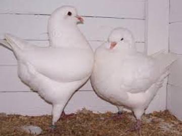 Established Wholesale Squab Pigeon Production Farm