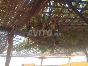 Ferme Chichaoua