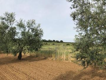 Finca/Casa Rural en venta en Almonte, Huelva