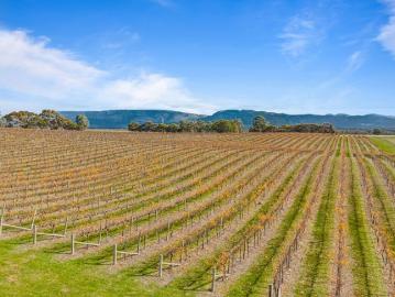 Grampians Vineyard Holding with Scale, Water Security &...