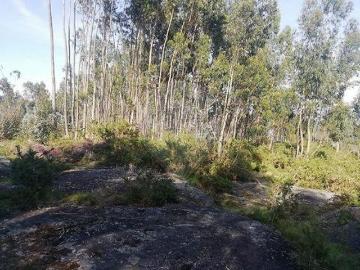 Guimaraes Braga 100020372