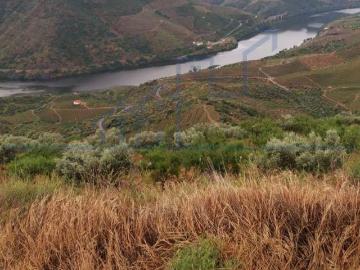 HERDADE COM 7 HA, CASA HABITACÃO E VISTAS P/ RIO DOURO |...