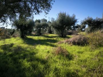 Horta da Serra Palvarinho