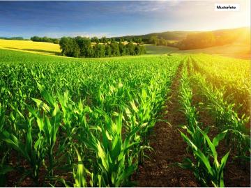 Land / Forstwirtschaft in 03058 Neuhausen, An der...