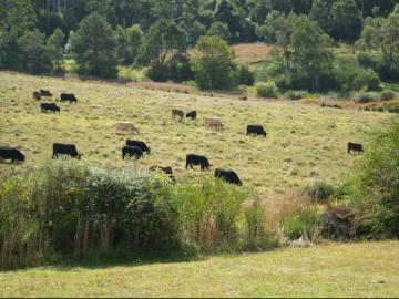 Land LOWANNA NSW 104955562