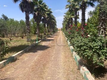 Oasis, olivier verdure luxuriante havre de paix