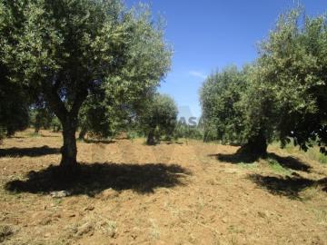 Olivais com 280 Oliveiras em Macedo de Cavaleiros Chacim