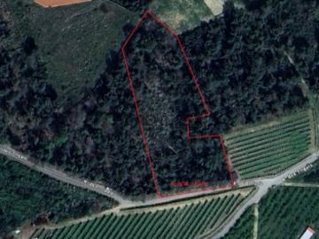 Pinhal indiviso em Cepões, Lamego