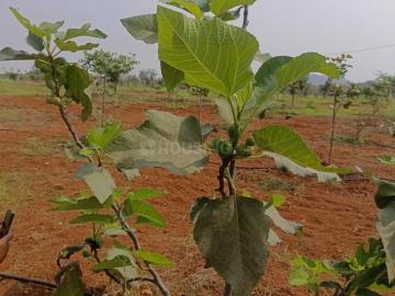 Residential Plot in Chinthapally for resale Nalgonda....